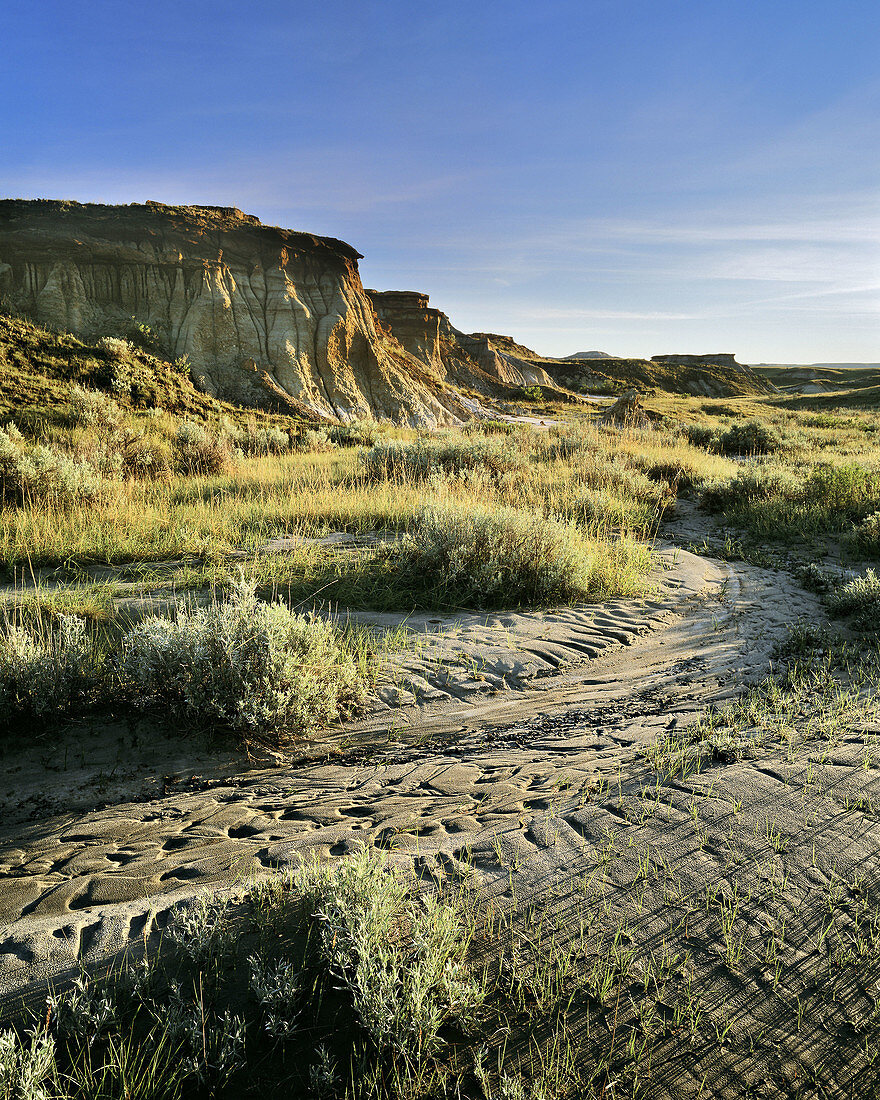 Dry Creek by Early Morning Light, Dinosaur Provincial Provincial Park, Alberta, Canada