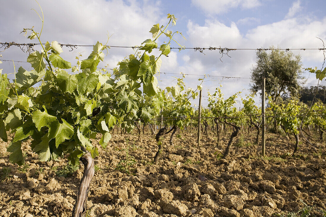 vineyards in Bairrada region, Portugal