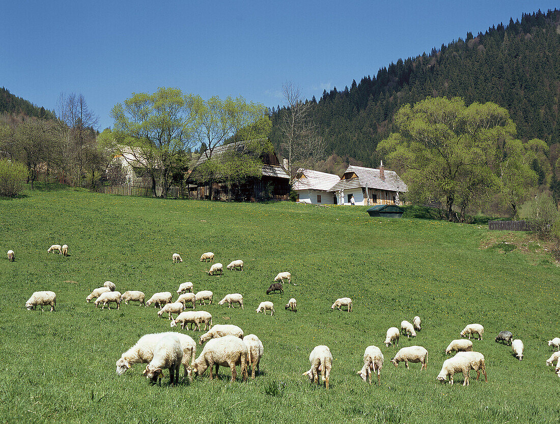 UNESCO world heritage, Vlkolinec wood village, Slovakia