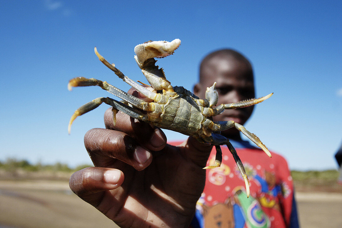 African, Africans, Animal, Animals, Black people, Close up, Close-up, Closeup, Color, Colour, Contemporary, Crab, Crabs, Crustacean, Crustaceans, Detail, Details, Ethnic, Ethnicity, Finger, Fingers, Fisherman, Fishermen, Fishing, Hand, Hands, Hold, Holdin
