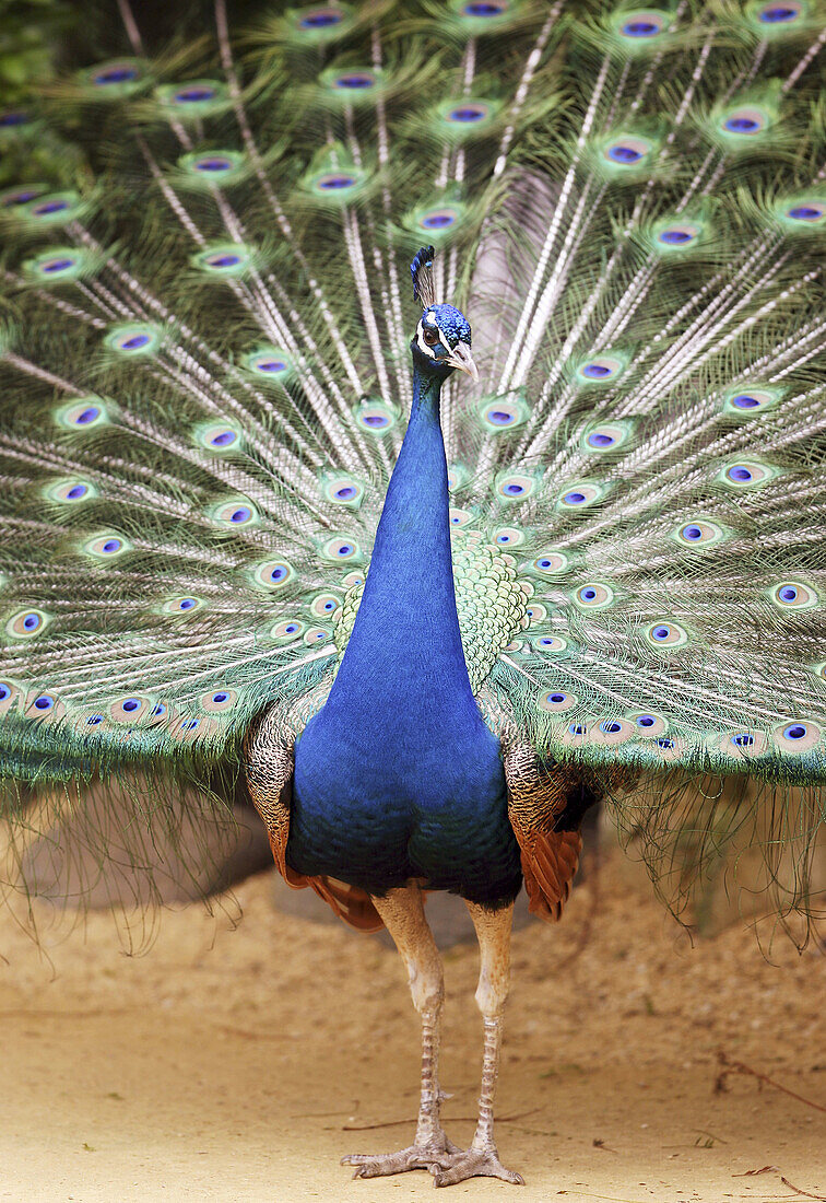 Green Peafowl (Pavo muticus)