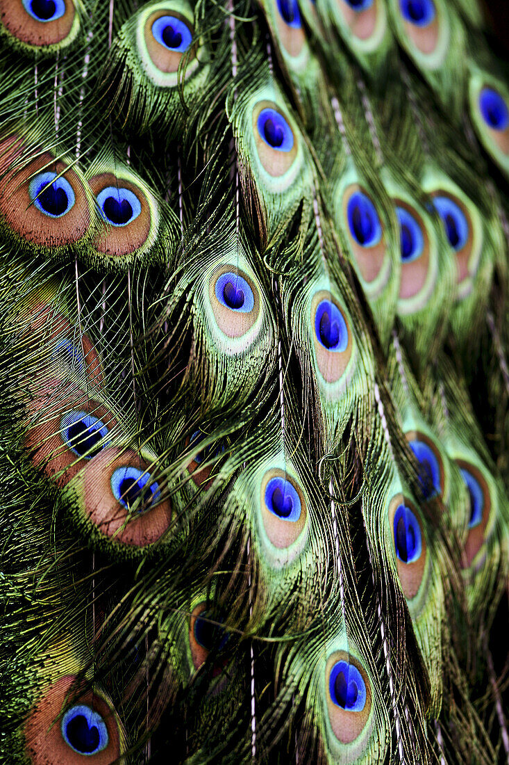 Green Peafowl (Pavo muticus) feathers