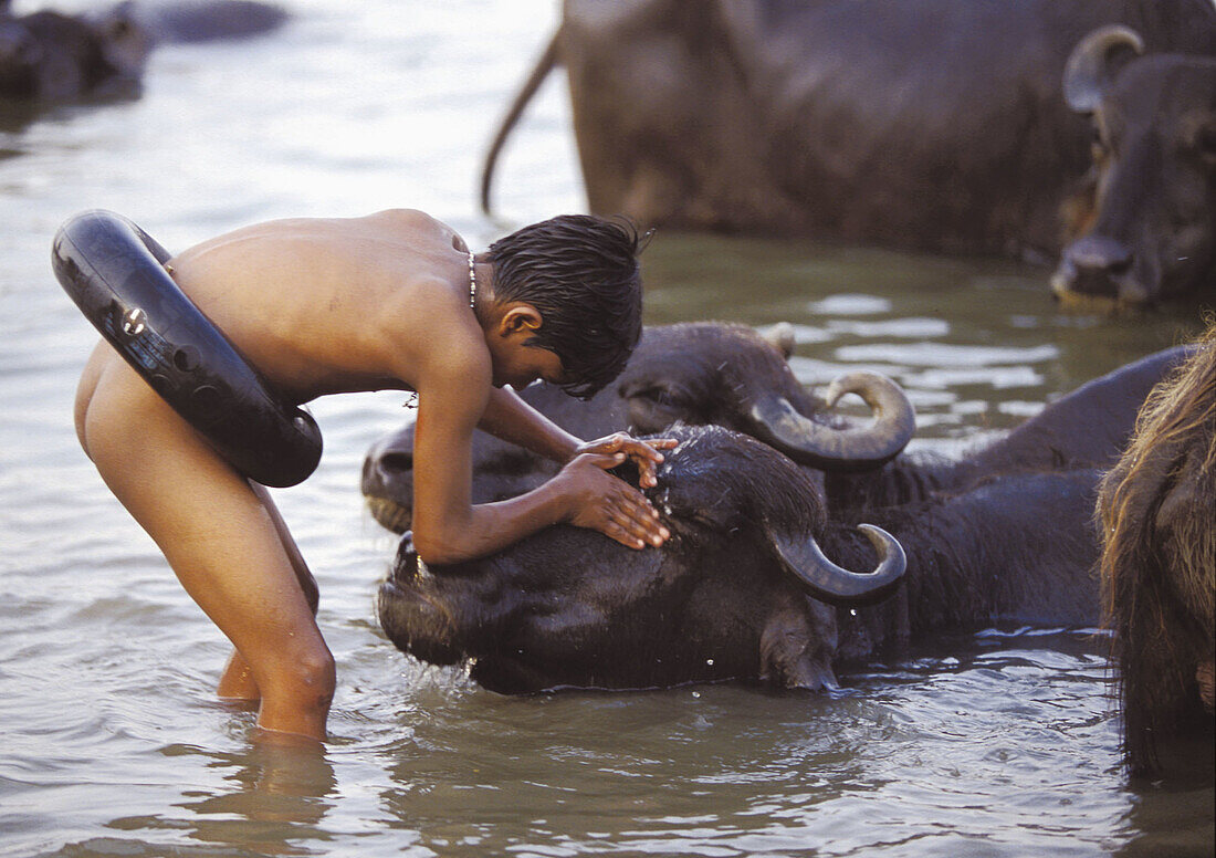 Boy washes a buffalo in Ganges river. Varanasi. India.