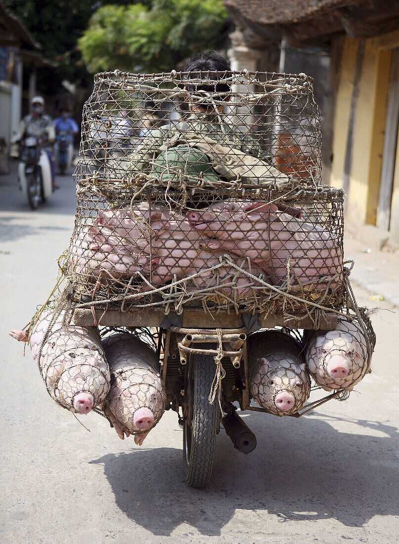 Transporting pigs. Hanoi. Vietnam.