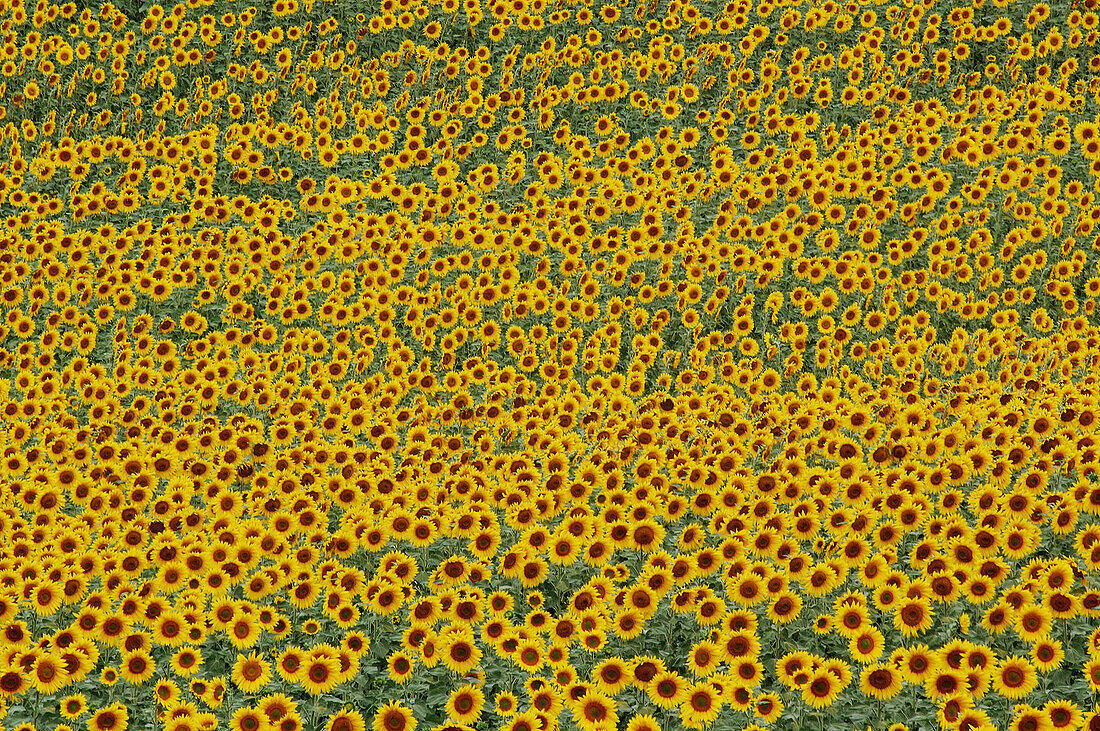 Sunflowers. Andalucia . Cadiz province. Spain