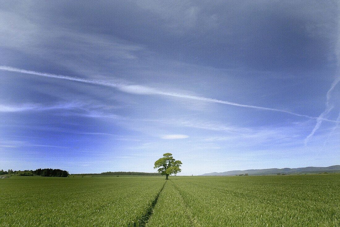 naturaleza, paisaje, árbol, campo, espacio abierto