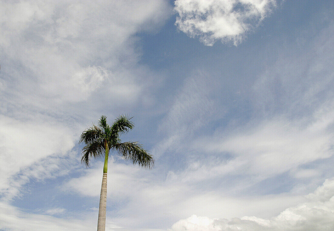 Palm tree, Nicaragua