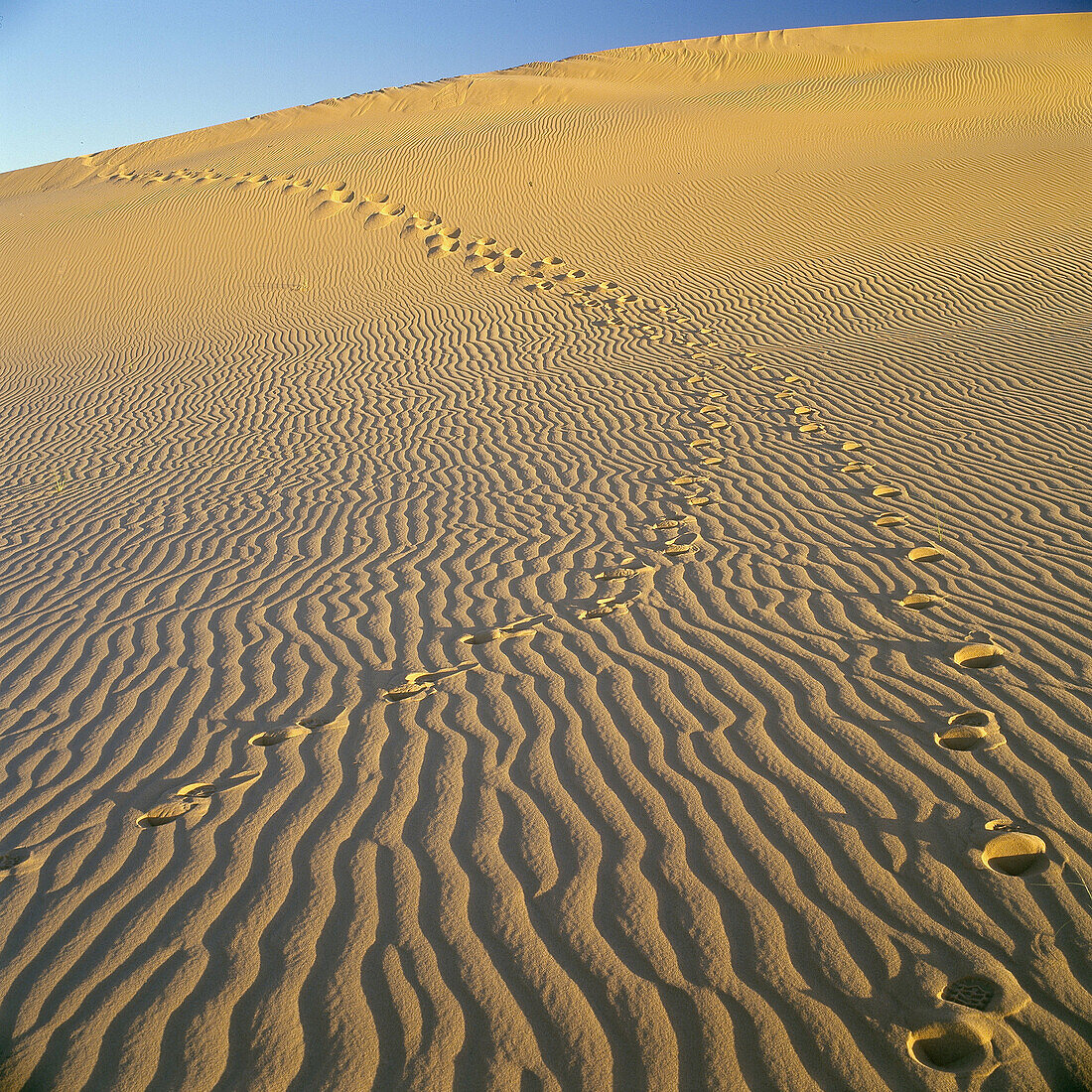 Ténéré desert. Argelia.