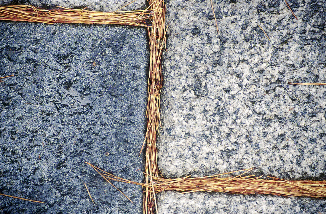 Stones of a path with pine needlees in between them. Osaka city. Osaka. Japan.