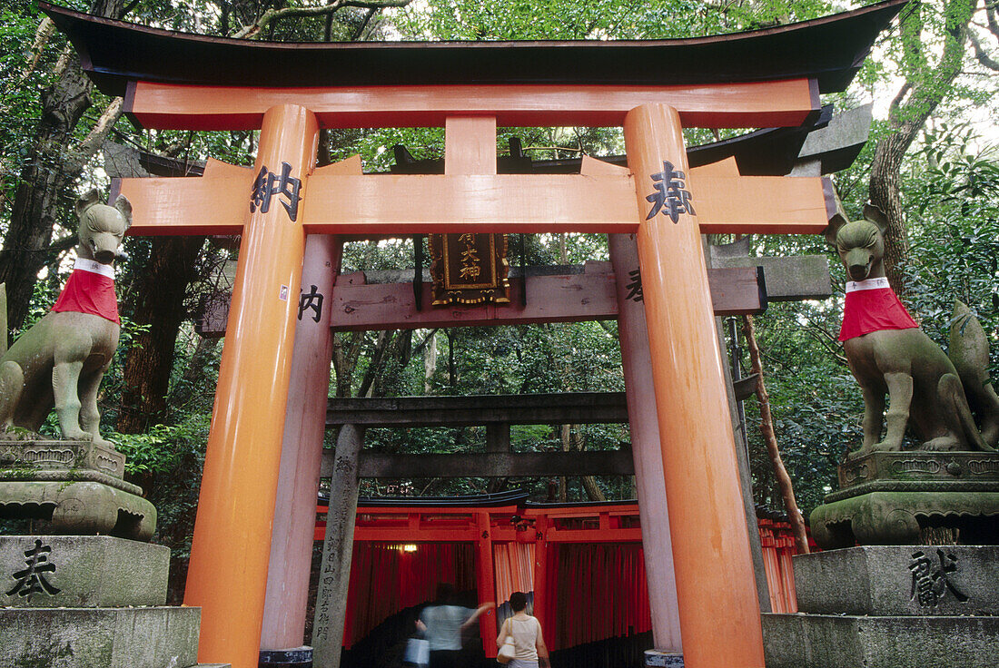 A view of the many Tori gates that line the mountain pathway at Fushimi-Inari Shrine, with two messenger foxes. Fushimi-Inari. Kyoto. Japan.