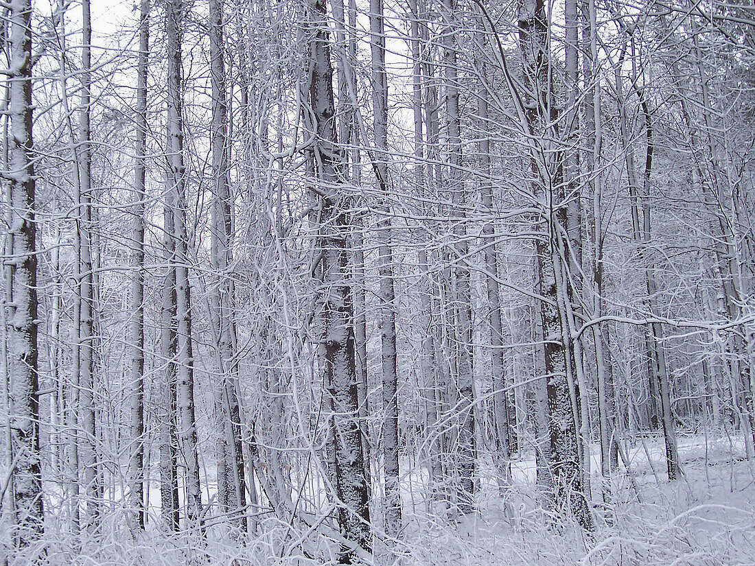 A beautiful scene of trees immediately after snow fall