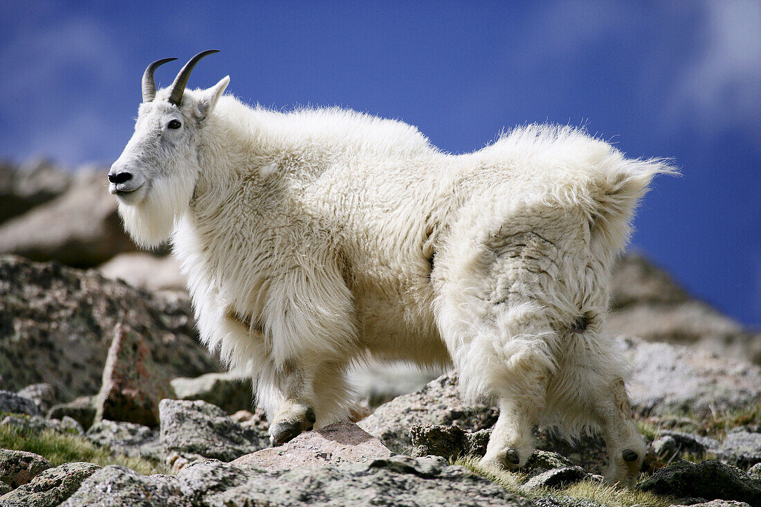 A mountain goat poses atop a rock outcrop on Mt. Evans, Colorado, USA.