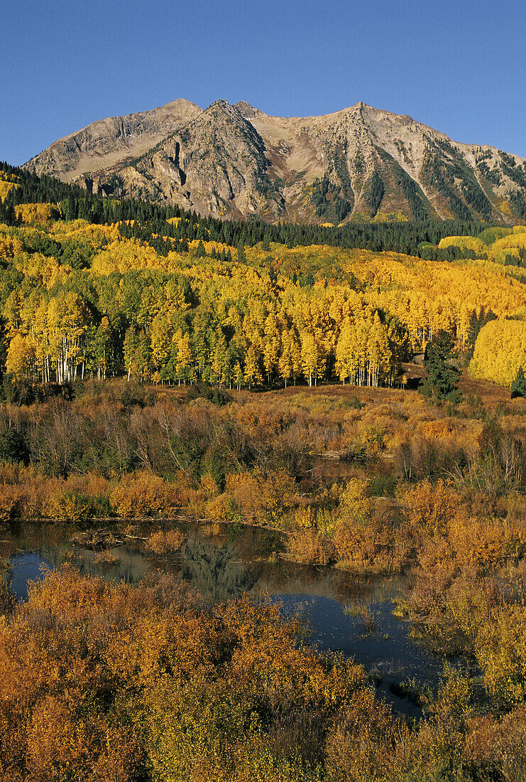 Golden aspens march up the slopes of Marcelina Mountain on a cool autumn morning near Crested Butte, Colorado, USA.