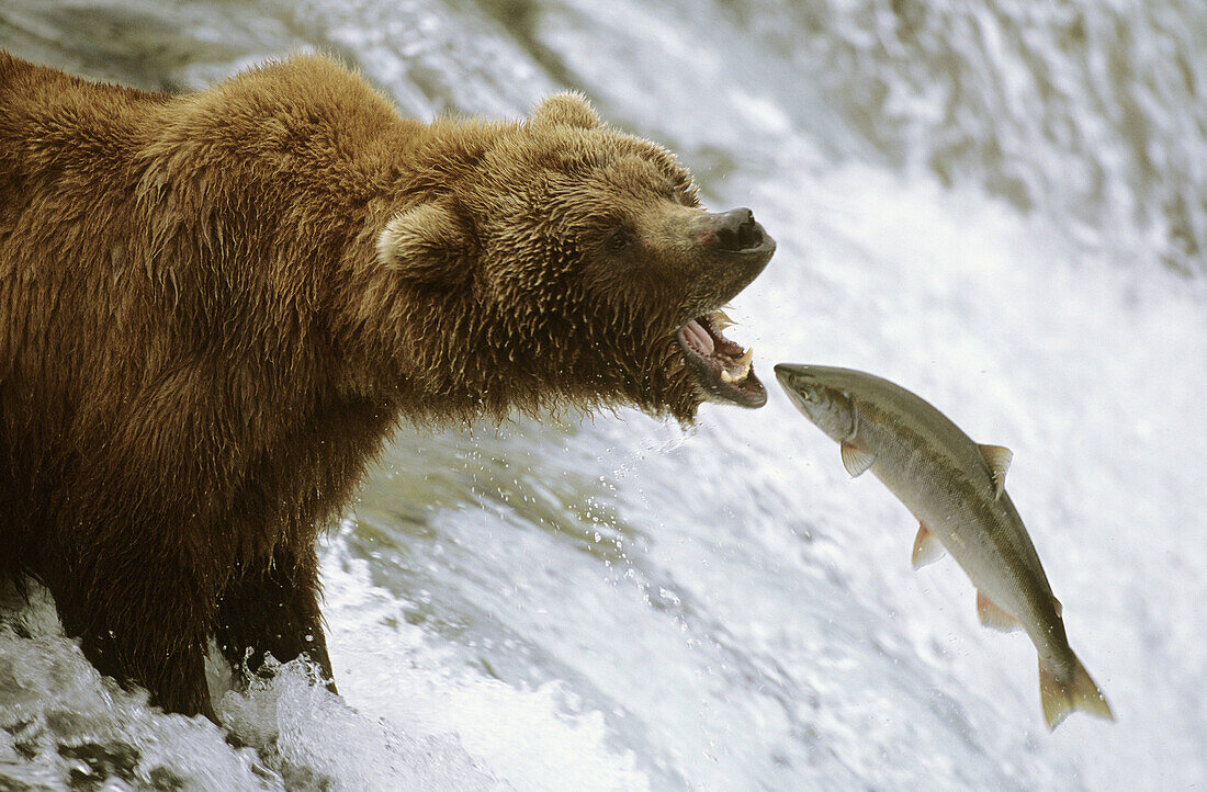 Grizzly bear catching salmon (Ursus arctos horribilis). Brooks river, Katmai National Park, Alaska, USA