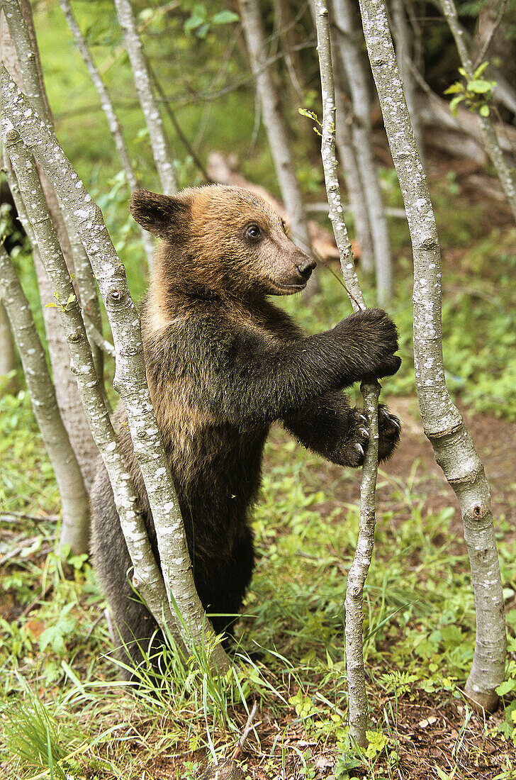 Brown bear cub playing with small tree (Ursus arctos). Russia