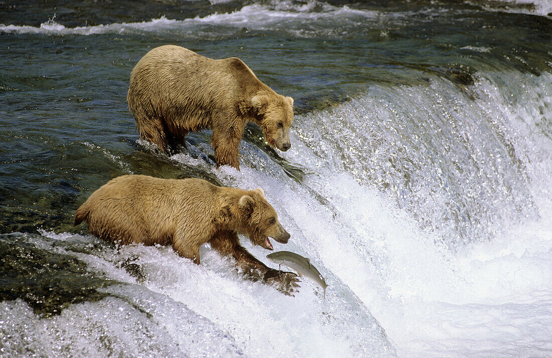 Grizzly bears catching salmon (Ursus arctos horribilis). Brooks river, Katmai National Park, Alaska, USA
