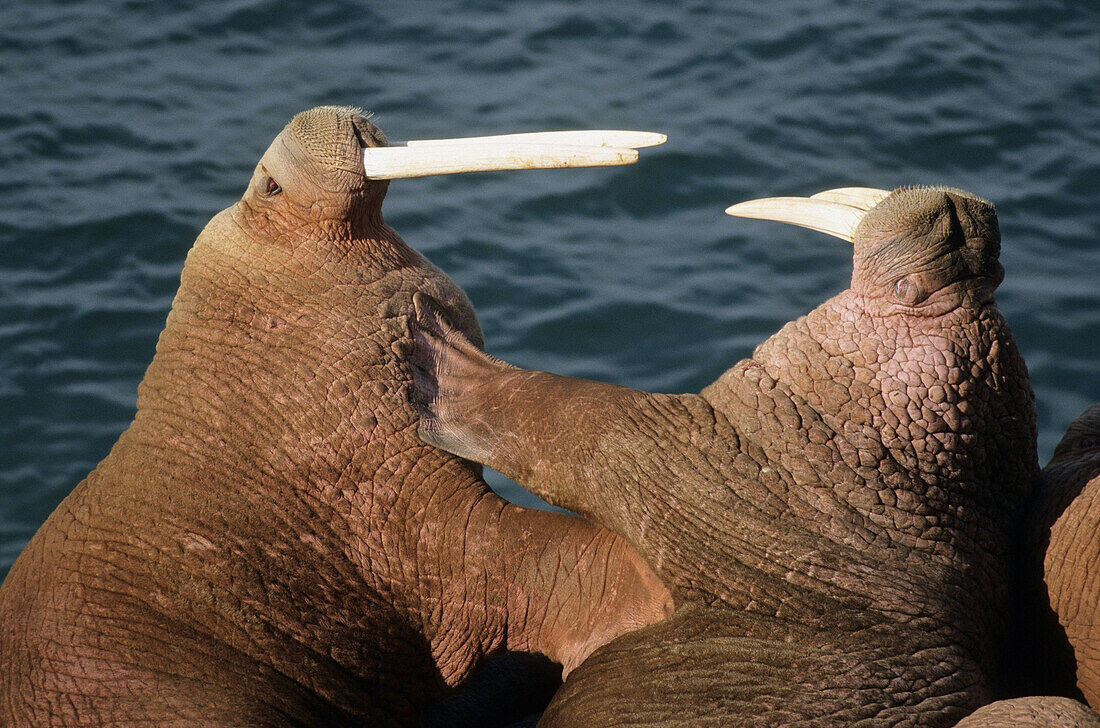Two walrus fighting (Odobenus rosmarus). Round Island, Alaska, USA