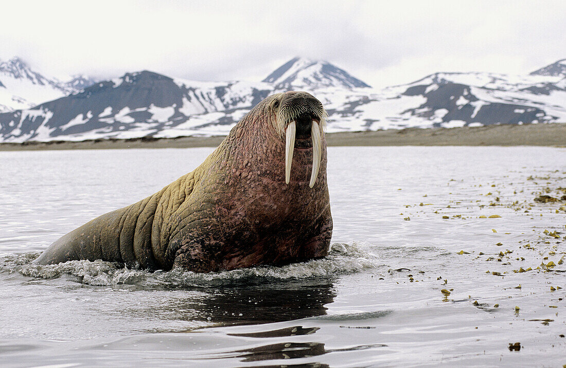 Atlantic walrus in sea (Odobenus rosmarus), Prinz Karl Forland Island, Svalbard, Spitzbergen, Norway