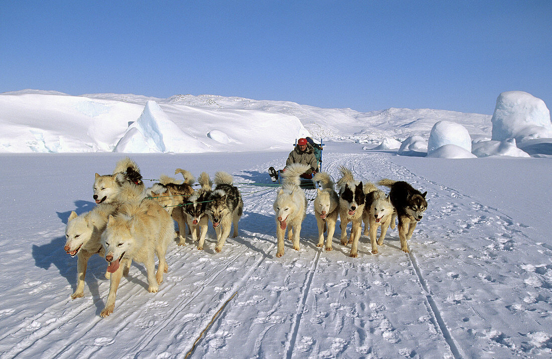 Dog sledge on Giant Kangia fjord, Disko bay, Greenland