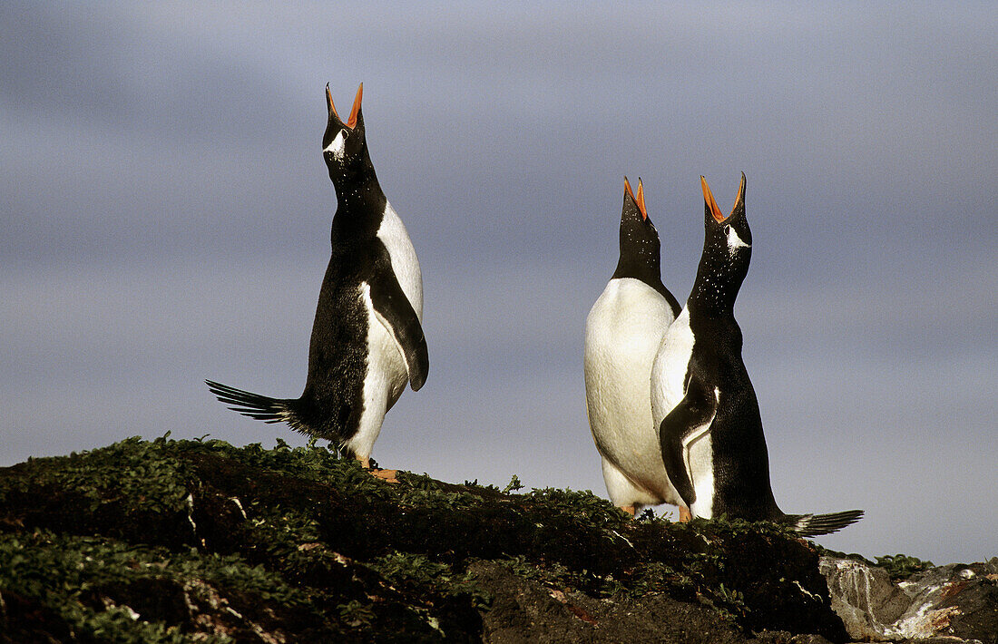 Three Gentoo penguins displaying (Pygoscelis papua), Kerguelen Island, sub-antarctic