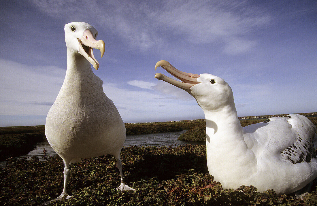 Albatross pair at nest (Diomedea exulans), Kerguelen Island, sub-antarctic