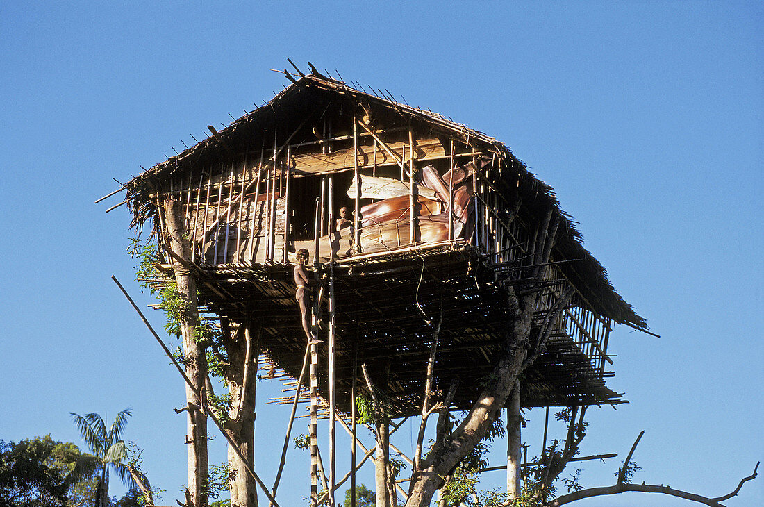 Traditional Koroway house perched in a tree 35 meters above the ground, Western Papuasia, former Irian-jaya, Indonesia