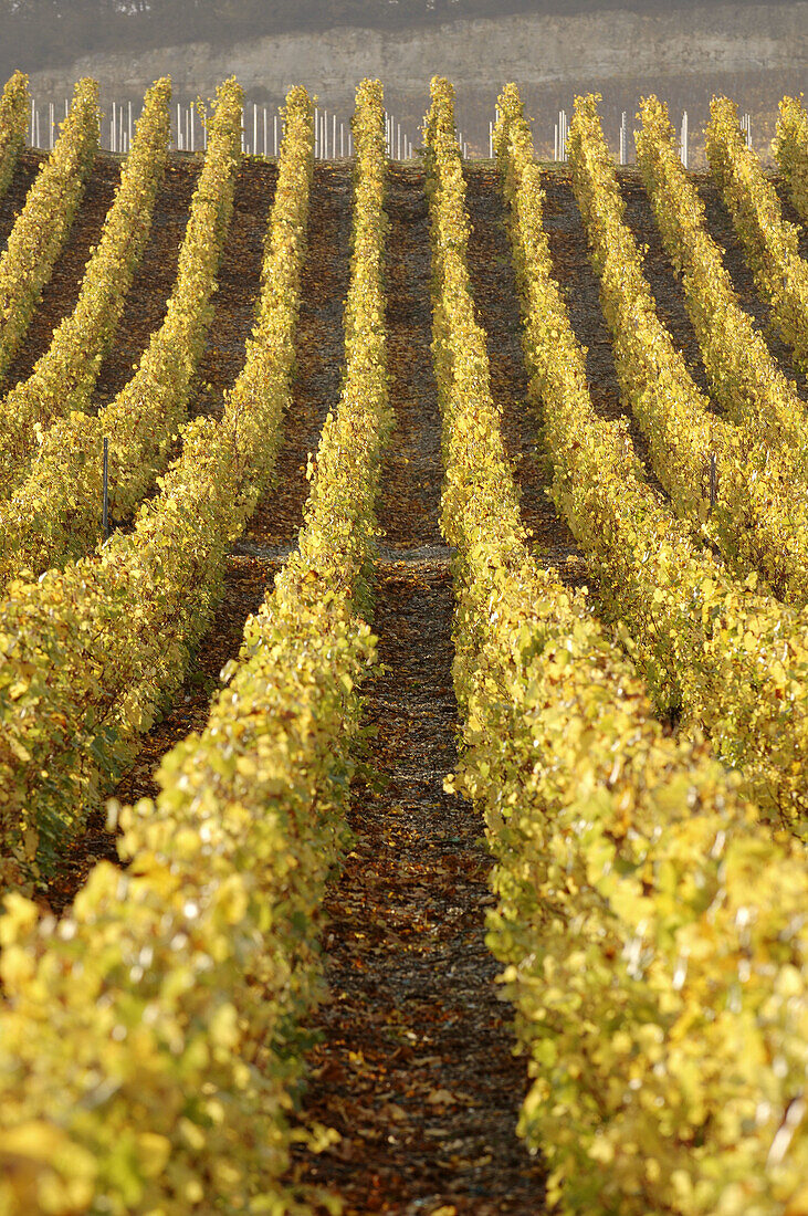 Vineyard Côte des blancs Chardonnay vine-plant, Champagne district, France