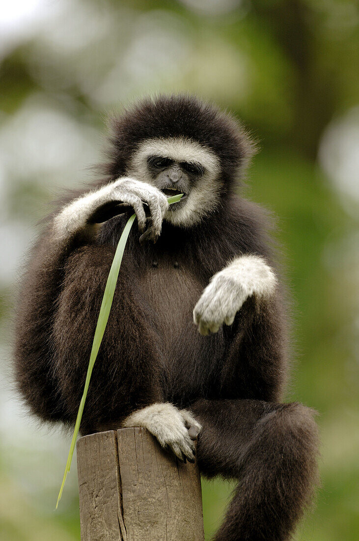 White handed gibbon eating grass (Hylobates lar) captive. France