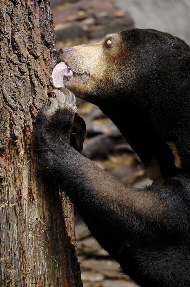 Malayan sun bear licking food on a trunk (Helarctos malayanus) captive