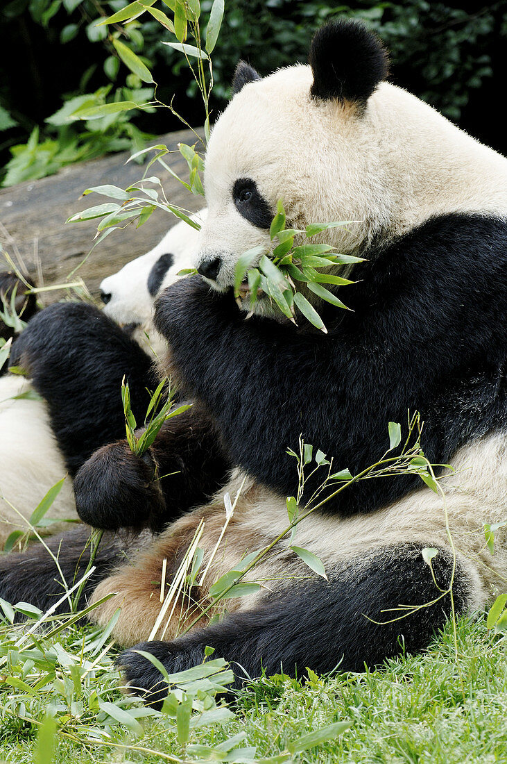 Giant panda pair eating bambo (Ailuropoda melanoleuca) captive