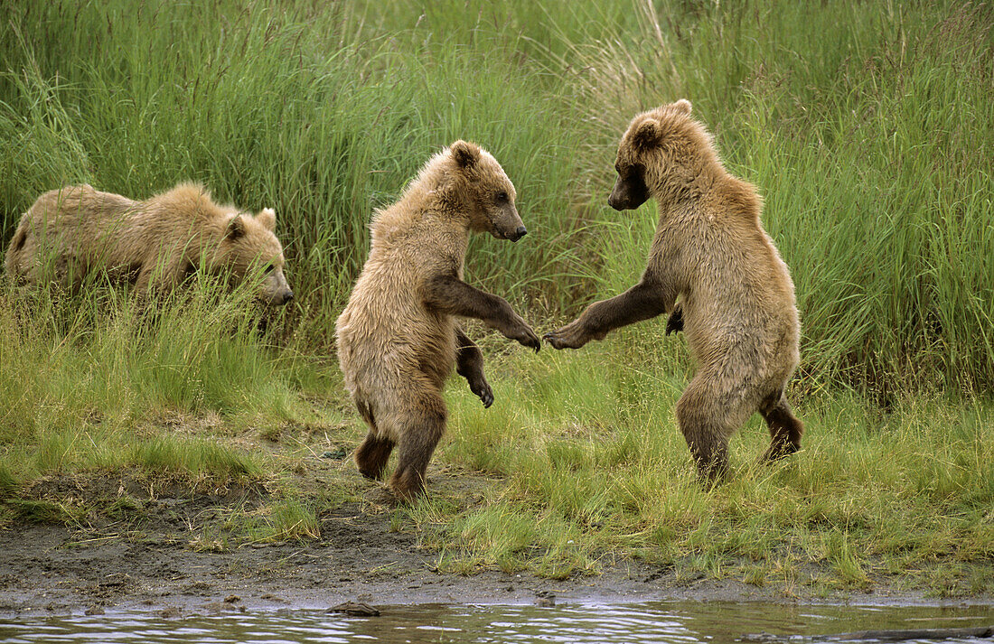 Grizzli bear cubs play fighting (Ursus arctos horribilis). Brooks river. Katmai National Park. Alaska, USA