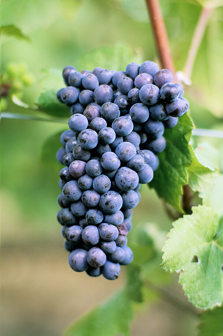 Pinot noir grapes, Champagne district, France