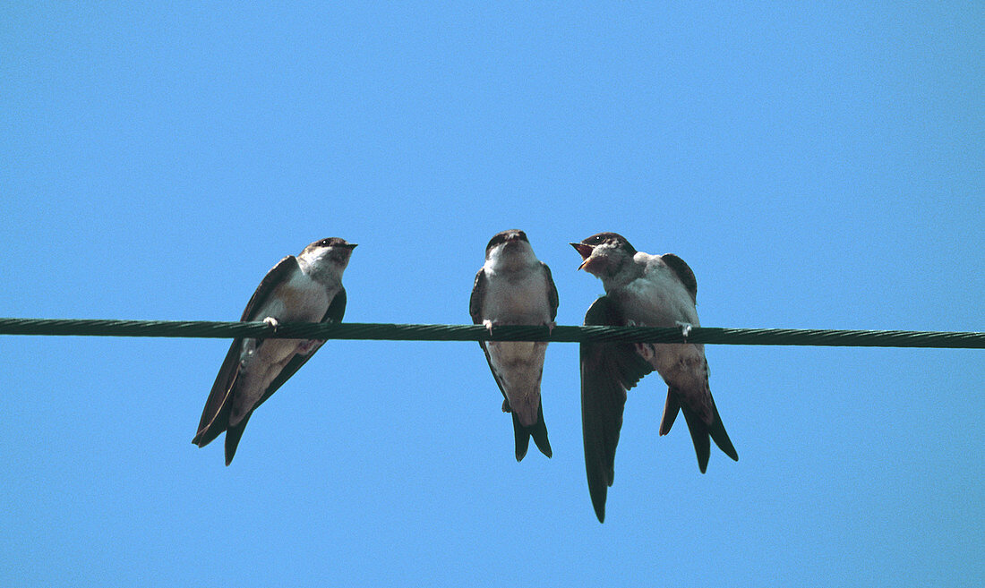 Sand martins gathered on telephones wires (Riparia riparia), France