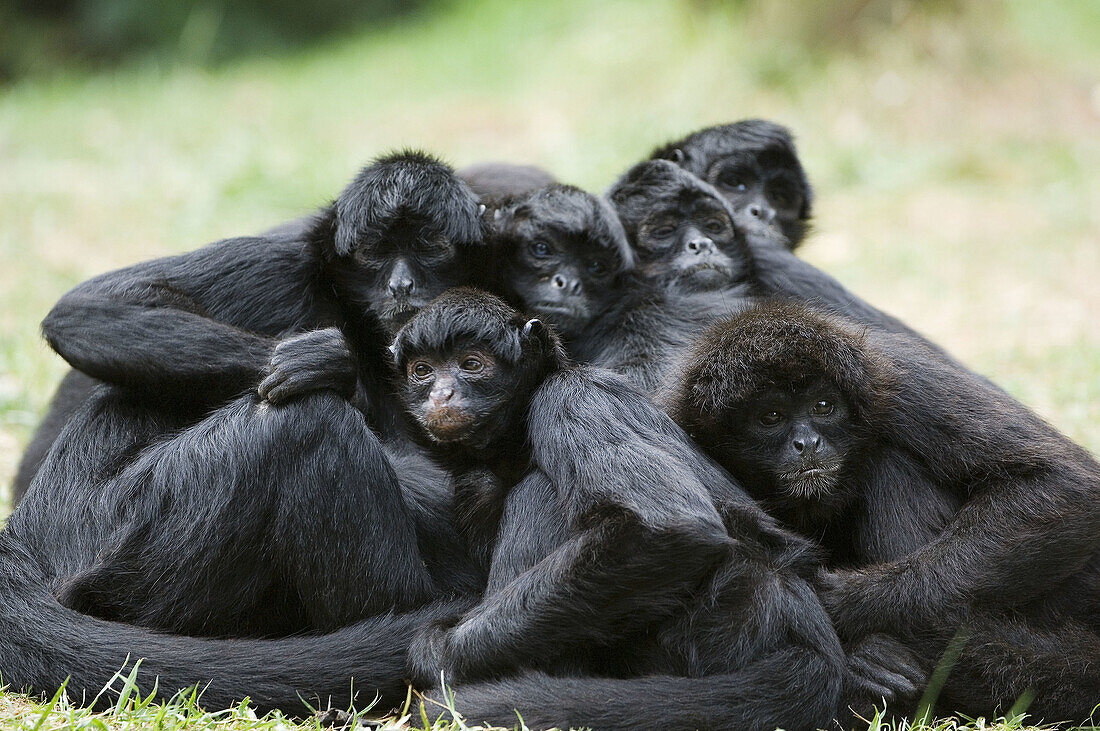 Group of Colombian black spider monkey resting (Ateles fusciceps robustus) Captive, Vulnerable species native to Colombia and Panama