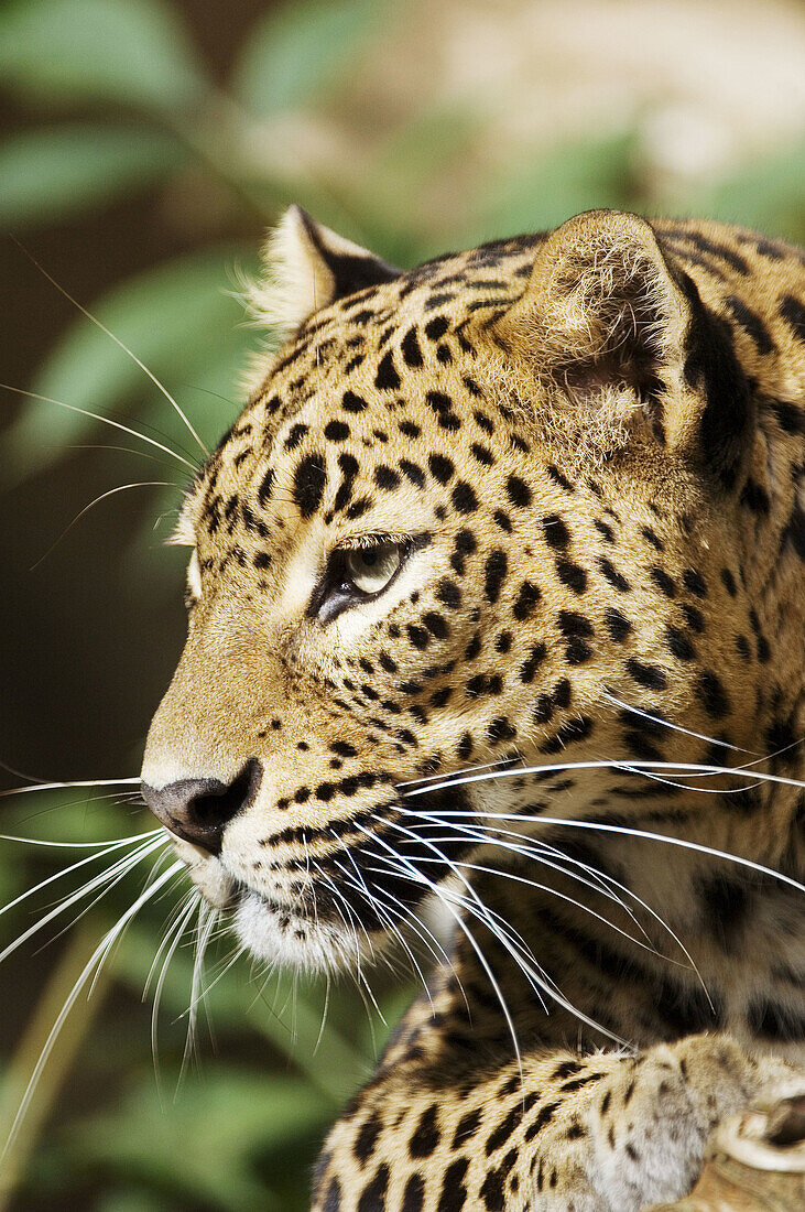 of a female Sri-Lanka leopard captive (Panthera pardus kotiya), Vulnerable specie