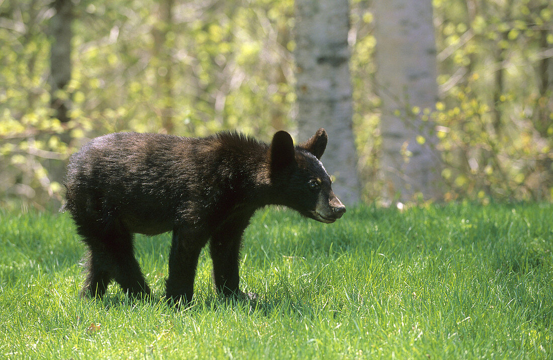 Juvenile black bear (Ursus americanus) in Forillon National Park, Quebec, Canada