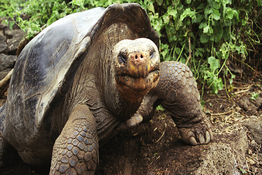 Galapagos Turtle (Geochelone elephantopus). Galapagos, Ecuador