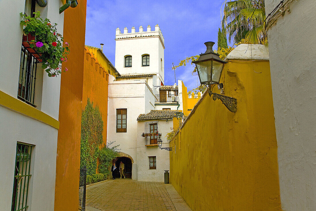 Street in Santa Cruz quarter, Sevilla. Andalusia, Spain