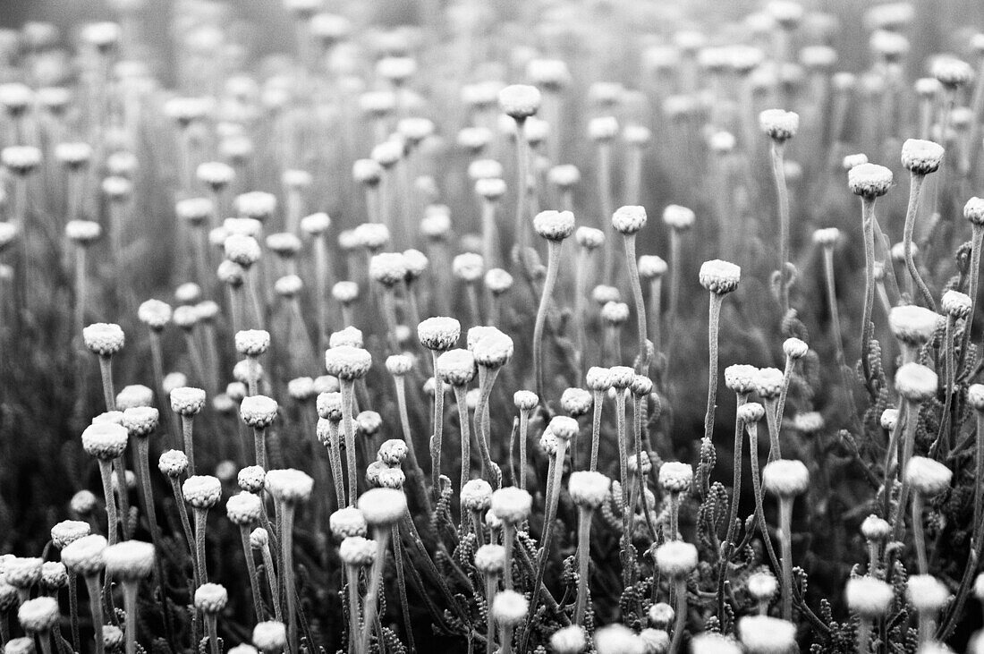B&W, Background, Backgrounds, Black-and-White, Botany, Close up, Close-up, Closeup, Daytime, Detail, Details, Exterior, Flower, Flowers, Natural background, Natural backgrounds, Nature, Outdoor, Outdoors, Outside, Pattern, Patterns, Plant, Plants, Wild fl