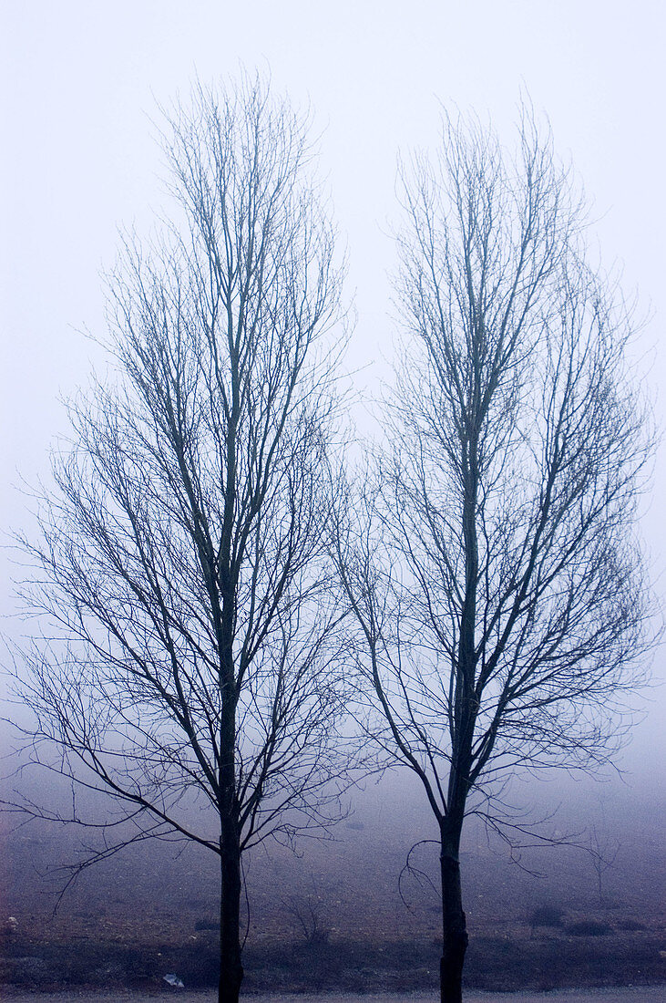 Cold, Coldness, Color, Colour, Country, Countryside, Daytime, Deserted, Exterior, Field, Fields, Fog, Inhospitable, Landscape, Landscapes, Mist, Nature, Nobody, Outdoor, Outdoors, Outside, Scenic, Scenics, Season, Seasons, Tree, Trees, Weather, Winter, Wi