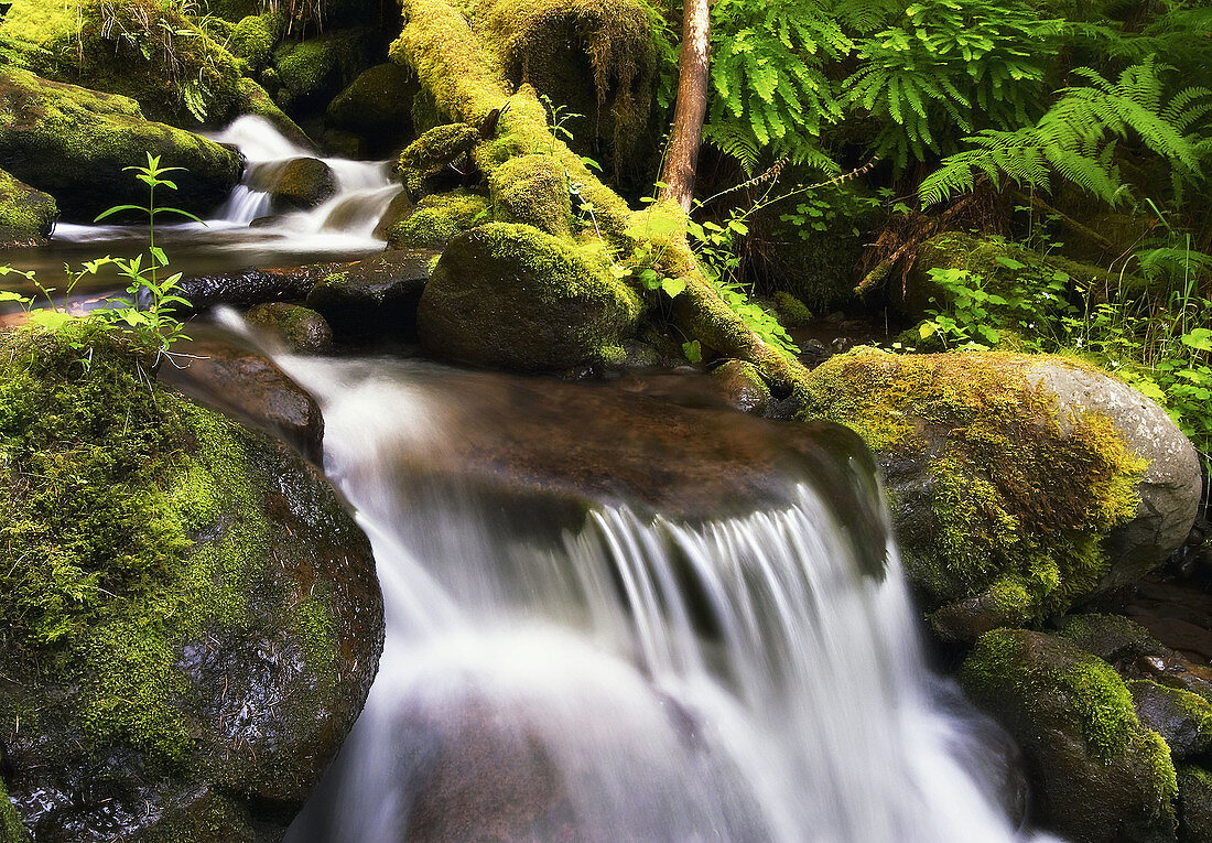 Stream detail in a rainforest in the Columbia River Gorge, Oregon