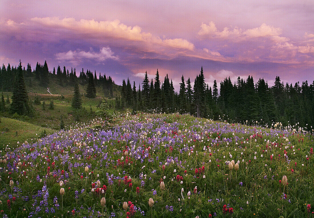 Wildflowers at sunset on Mount Rainier