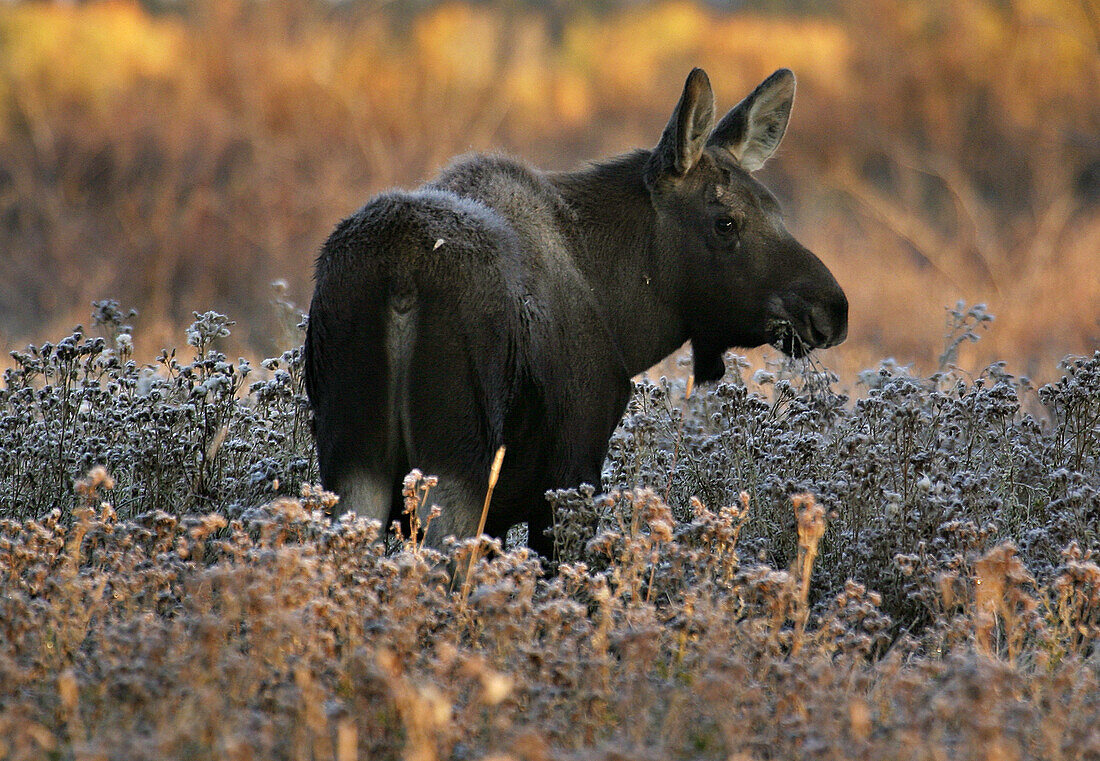 A baby moose having breakfast in the Tetons