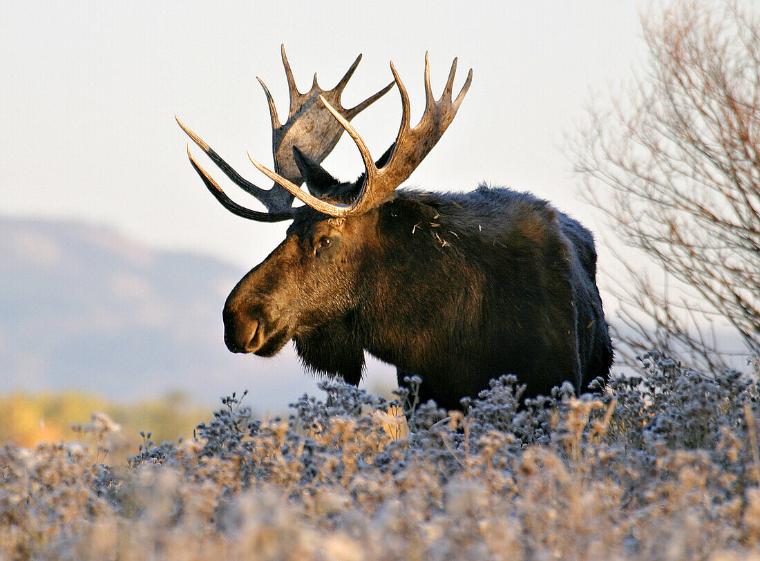 A bull elk at sunrise in the Tetons