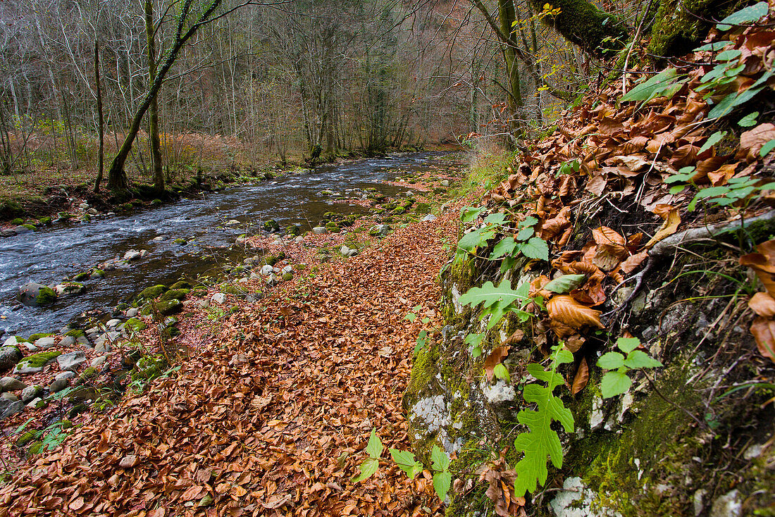 Small river in Autumn