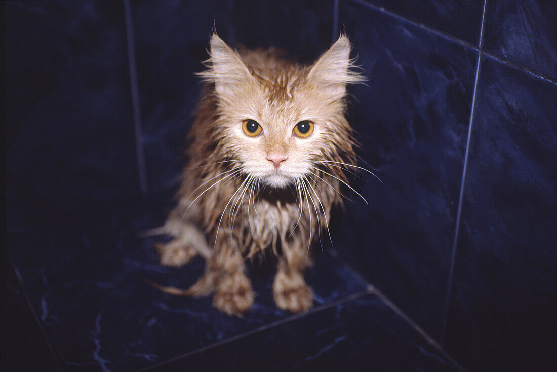 Wet kitten.