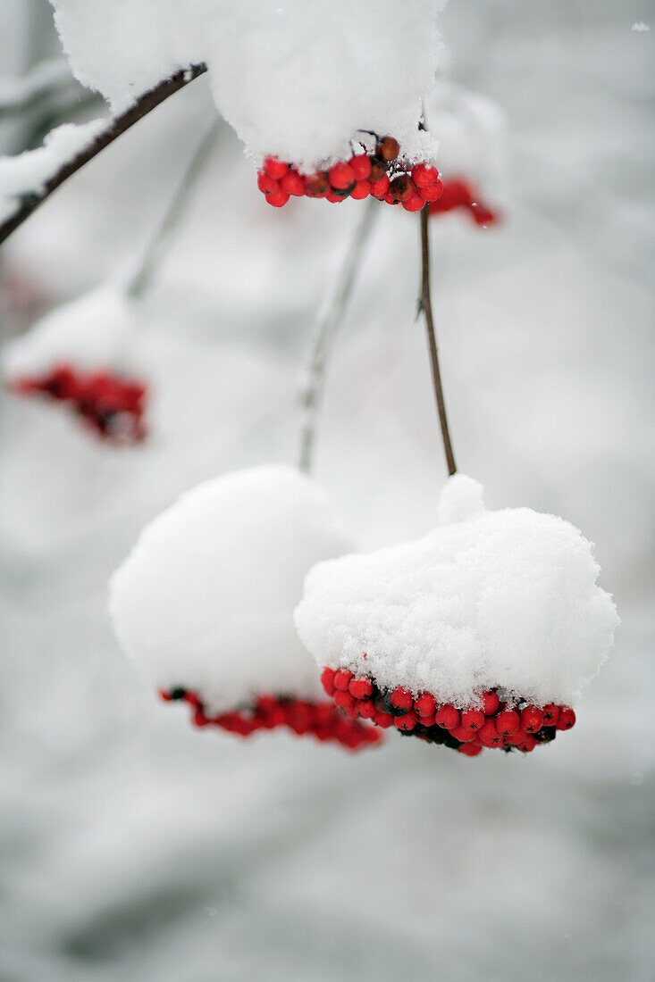 Ash berries under first snow, Moscow, Russia