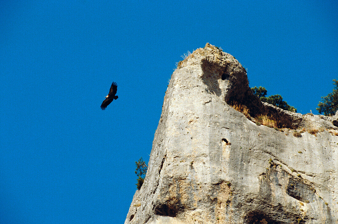 Vulture in flight, Cañón del Río Lobos Natural Park, Soria province. Castilla-León, Spain