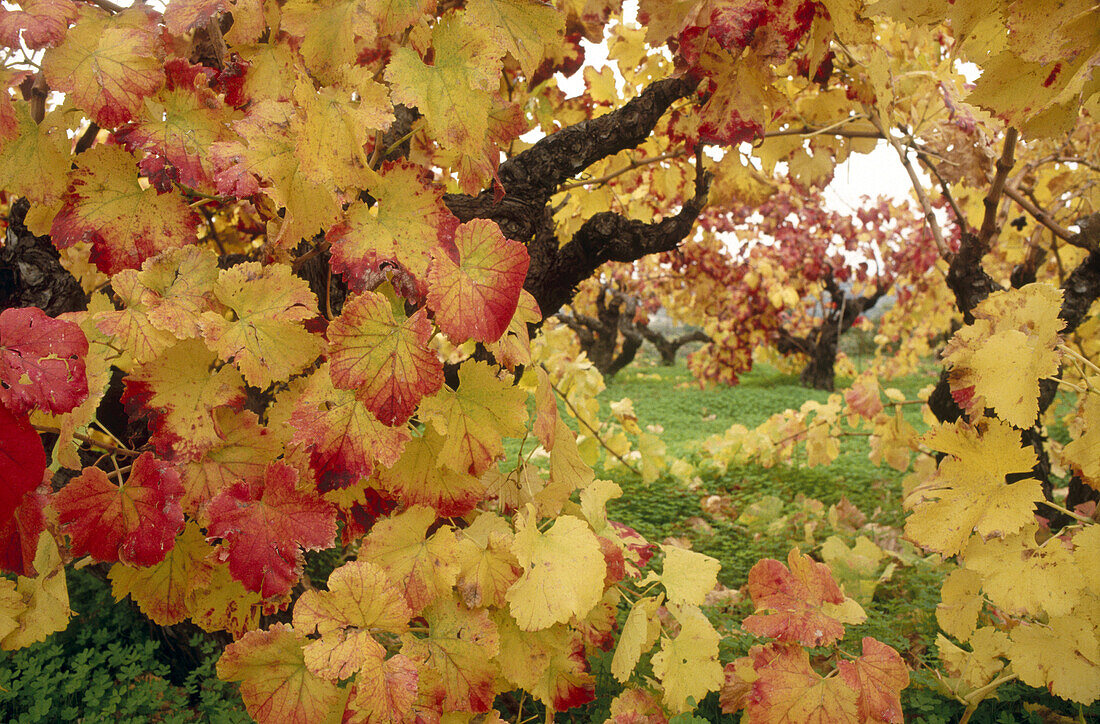 Vineyards in autumn. Alicante province, Comunidad Valenciana, Spain