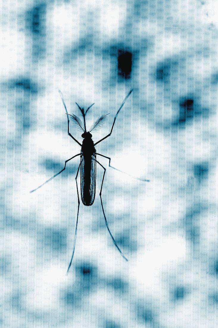 Mosquito on TV screen.